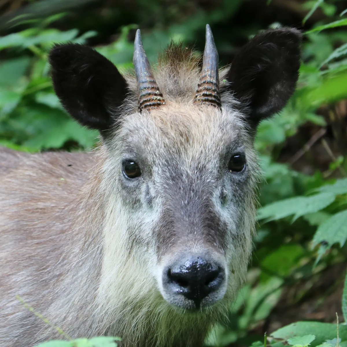 Serow Japonés
