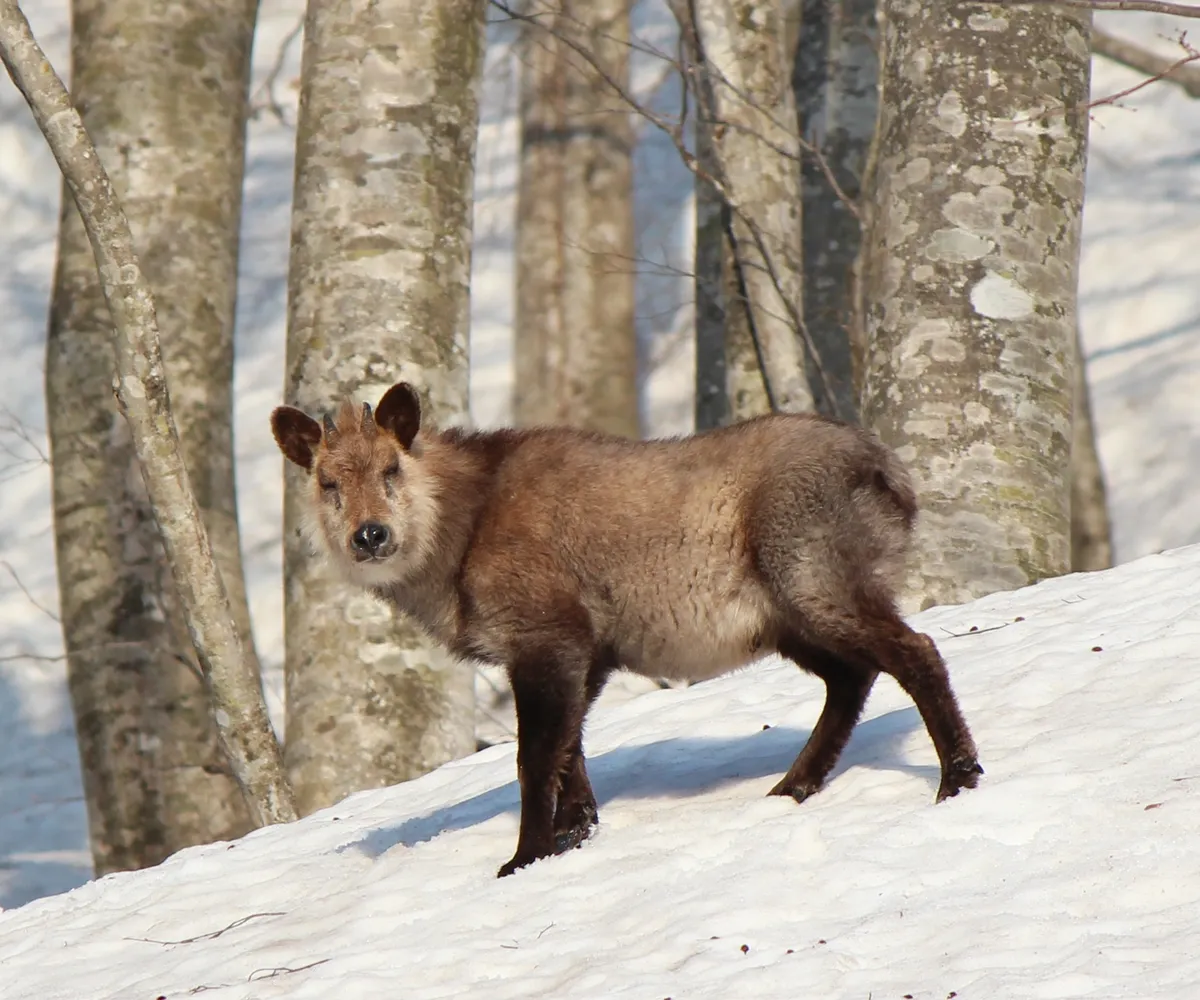 Serow Japonés