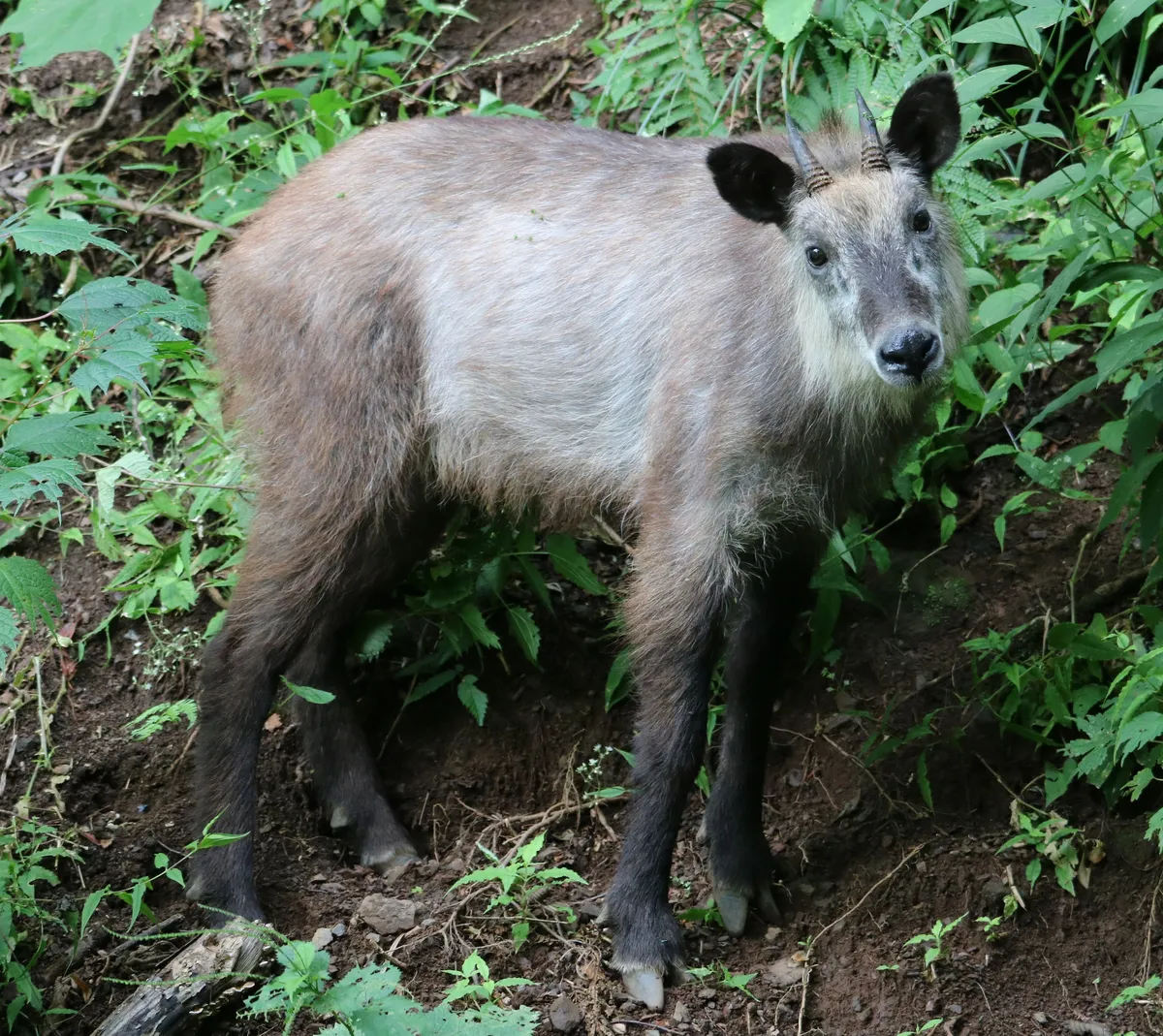 Serow Japonés