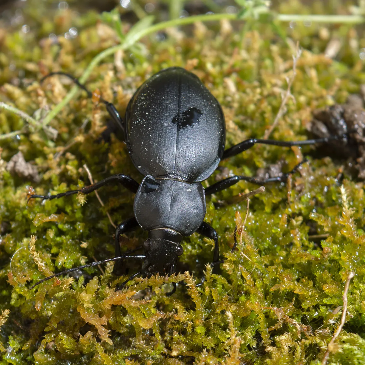 Carabus coriaceus