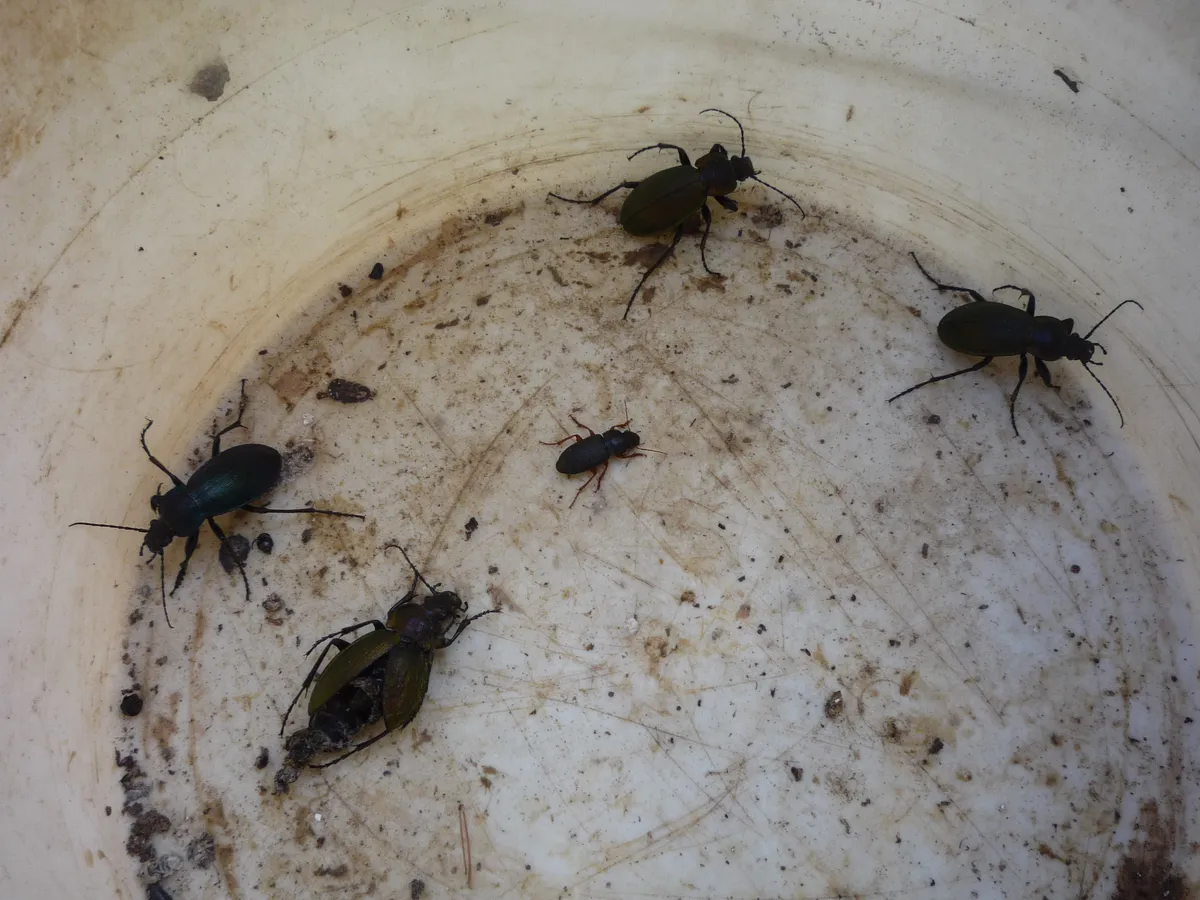 Escarabajo Terrestre Forestal