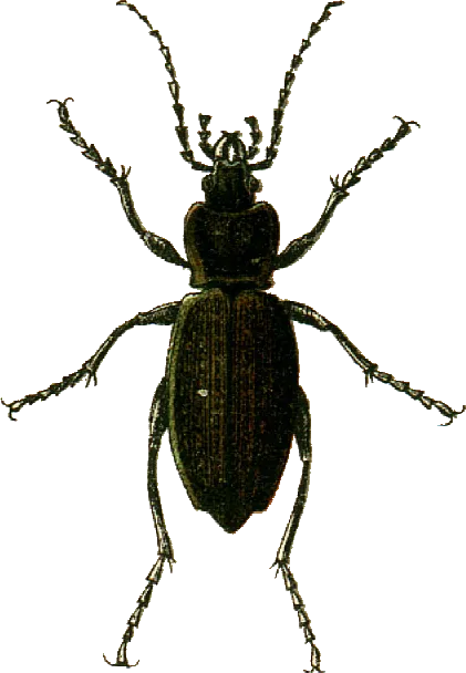 Escarabajo terrestre granulado