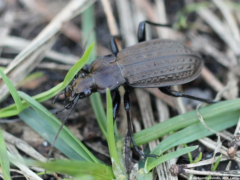 Escarabajo terrestre granulado
