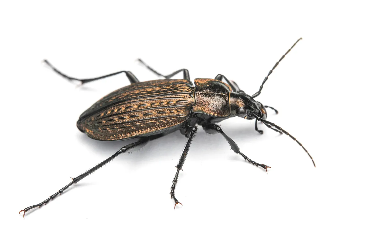 Escarabajo terrestre granulado