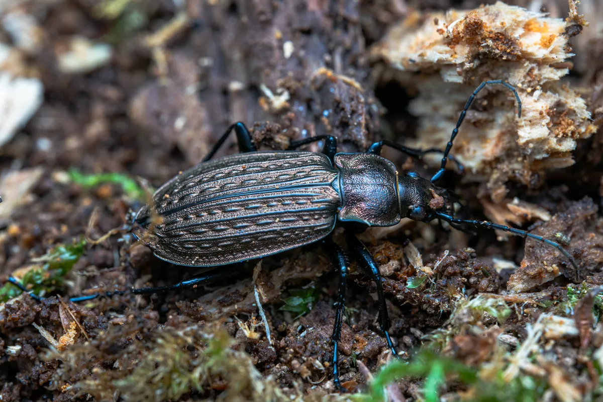 Escarabajo terrestre granulado