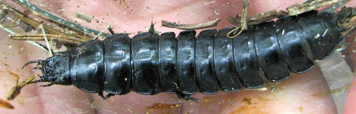 Escarabajo Terrestre Europeo