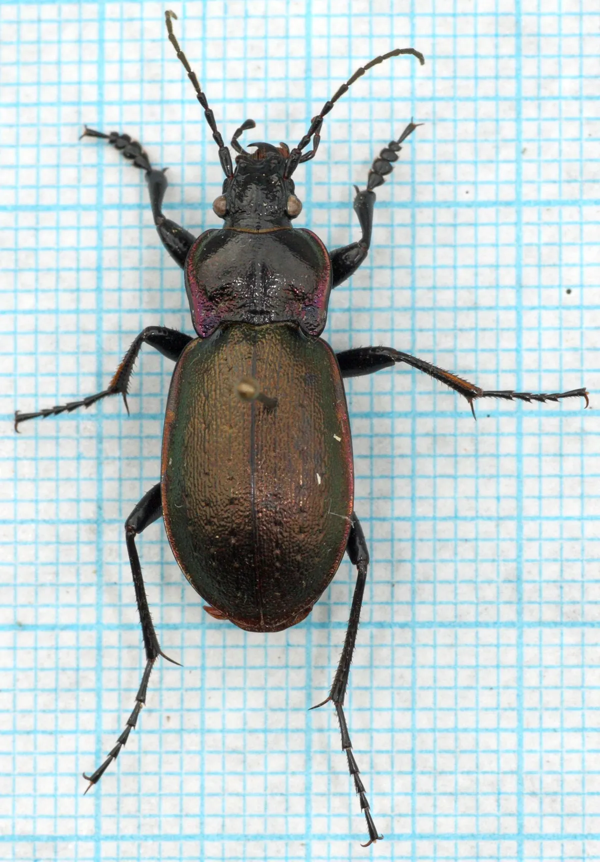 Escarabajo Terrestre Europeo