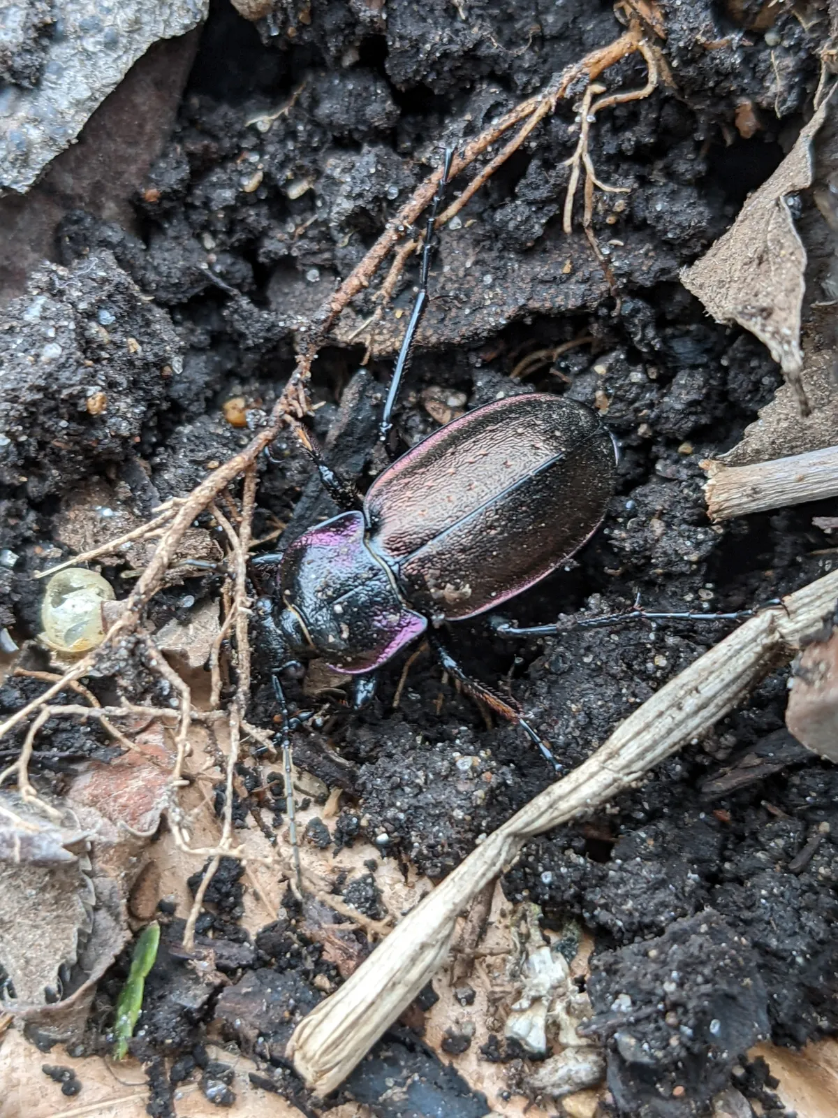 Escarabajo Terrestre Europeo