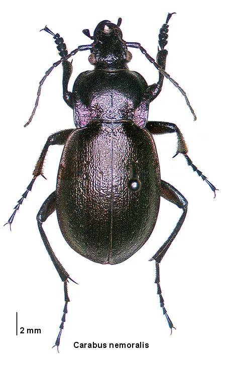 Escarabajo Terrestre Europeo