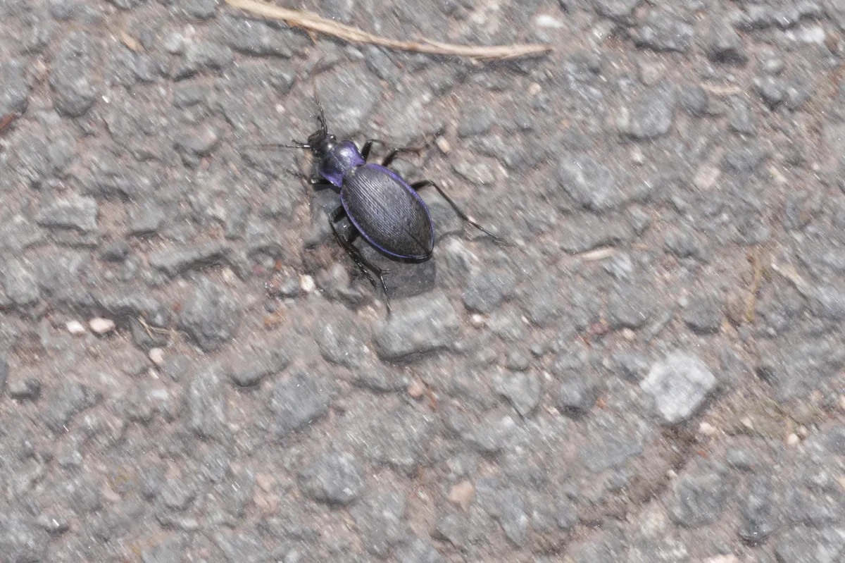 Carabus problematicus