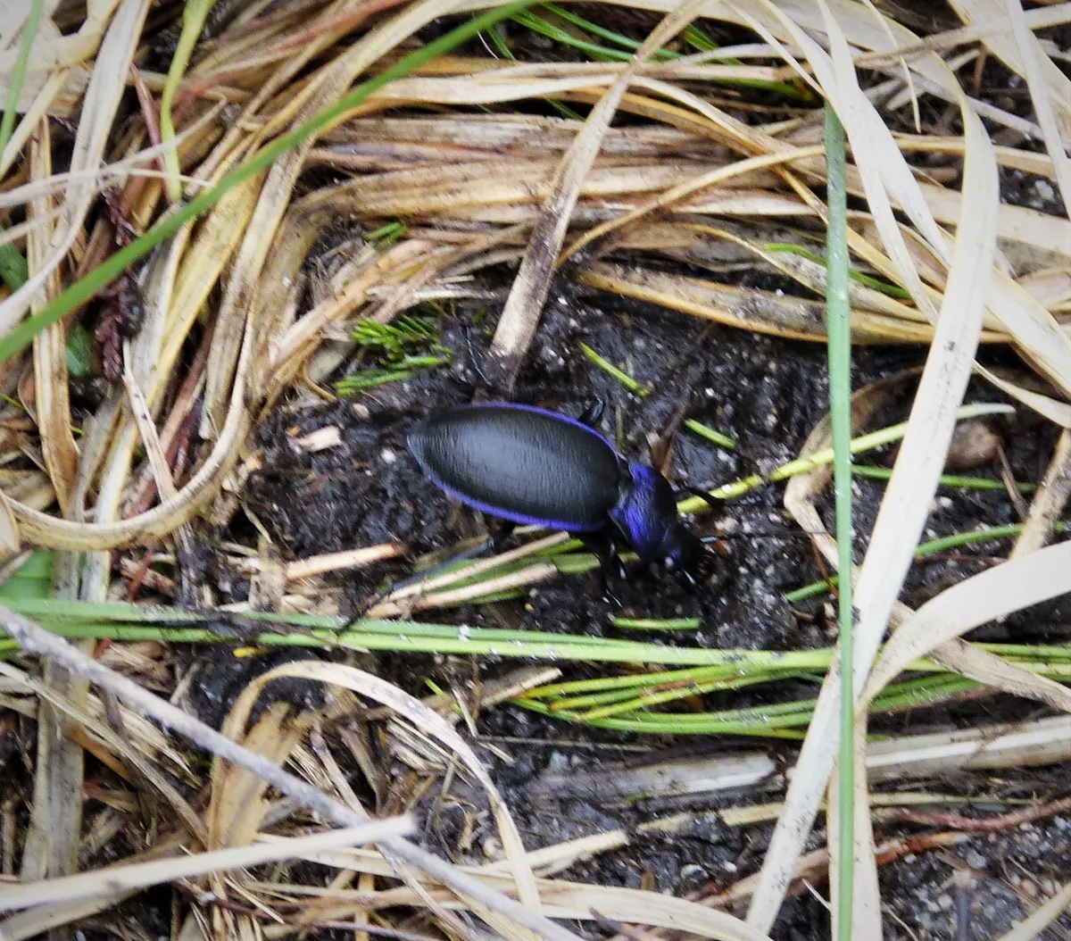 Escarabajo Terrestre Azul