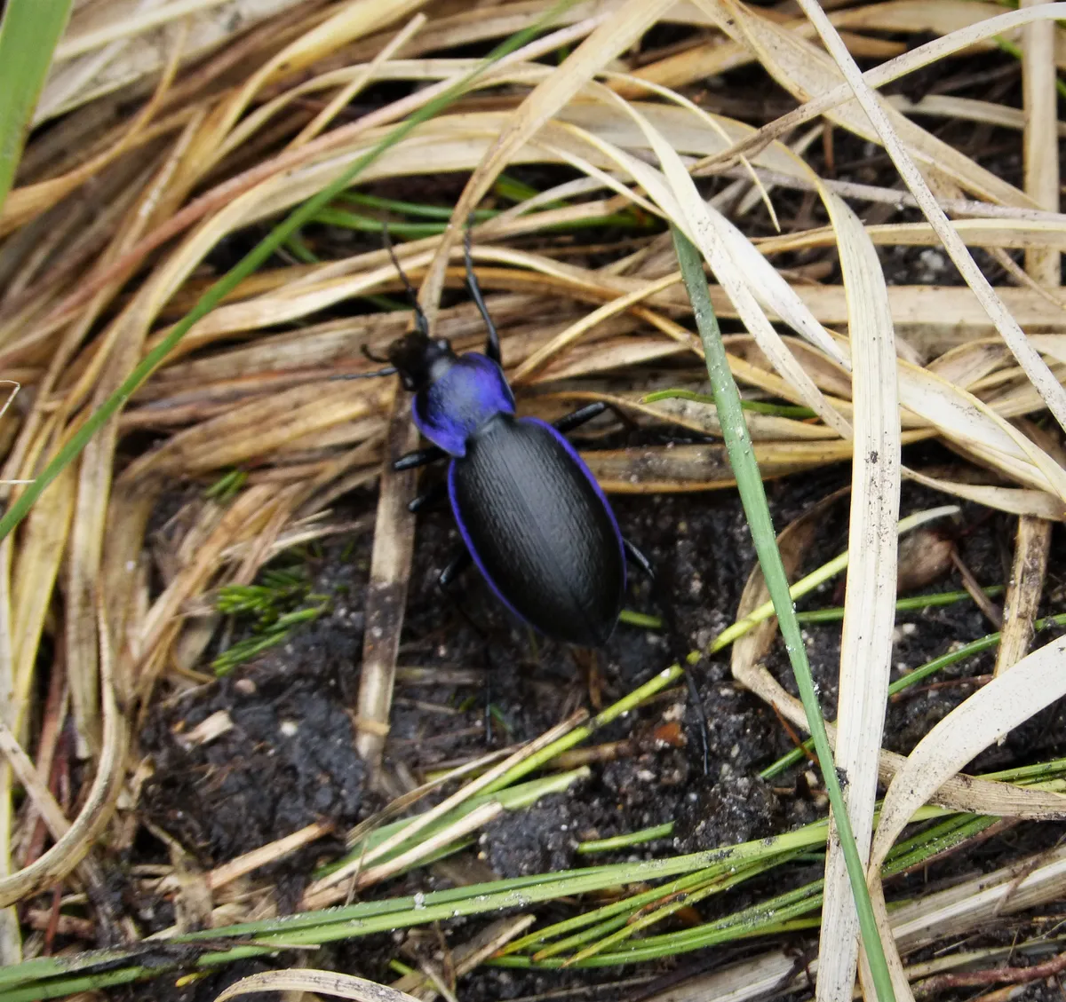 Escarabajo Terrestre Azul