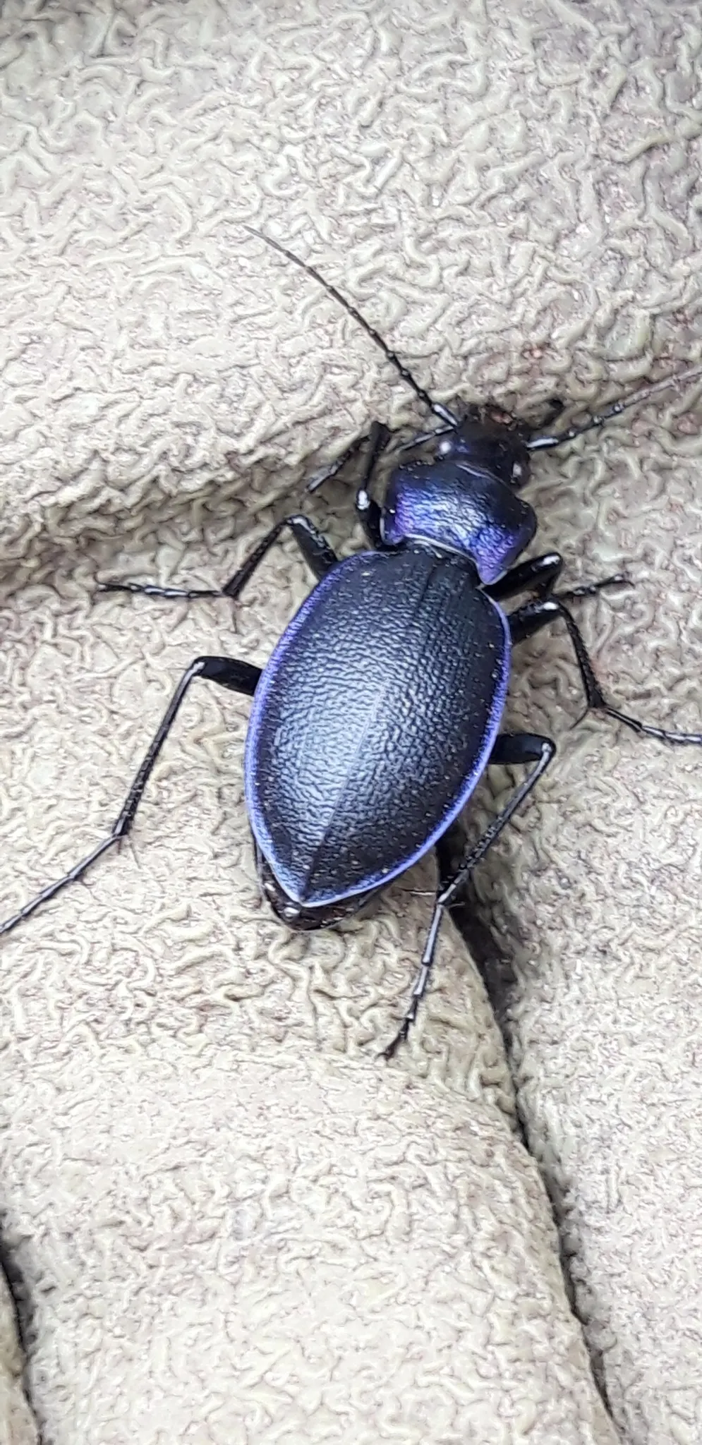 Escarabajo Terrestre Azul