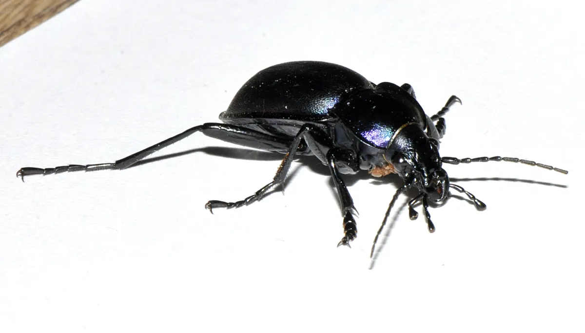 Carabus violaceus