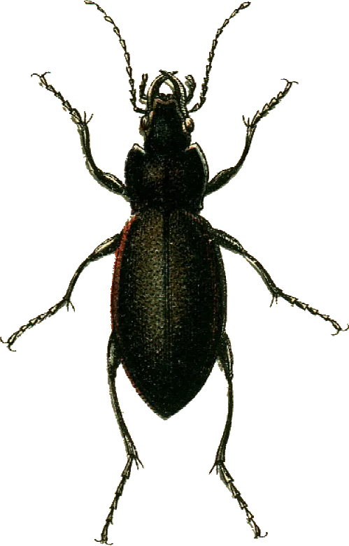 Escarabajo Terrestre Violeta