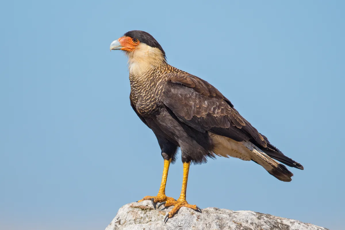Caracará Sureño