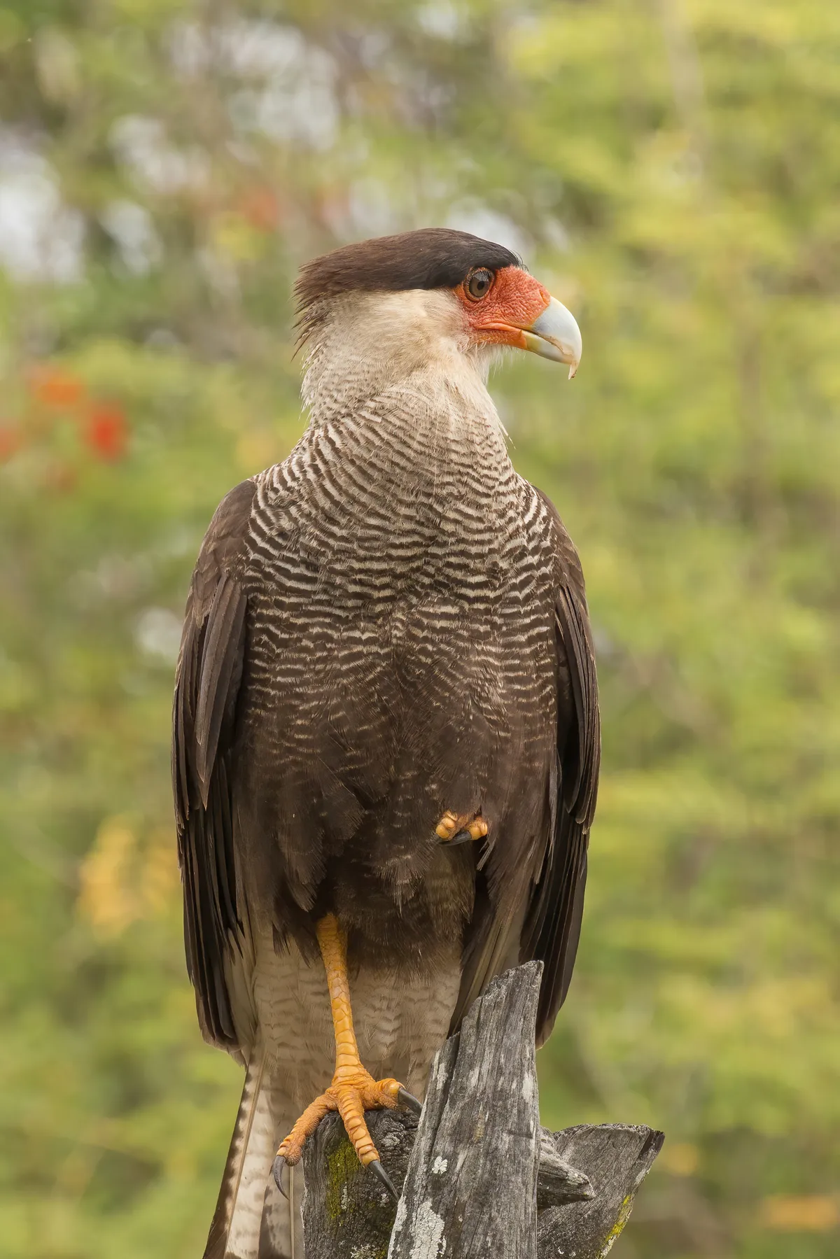Caracará Sureño