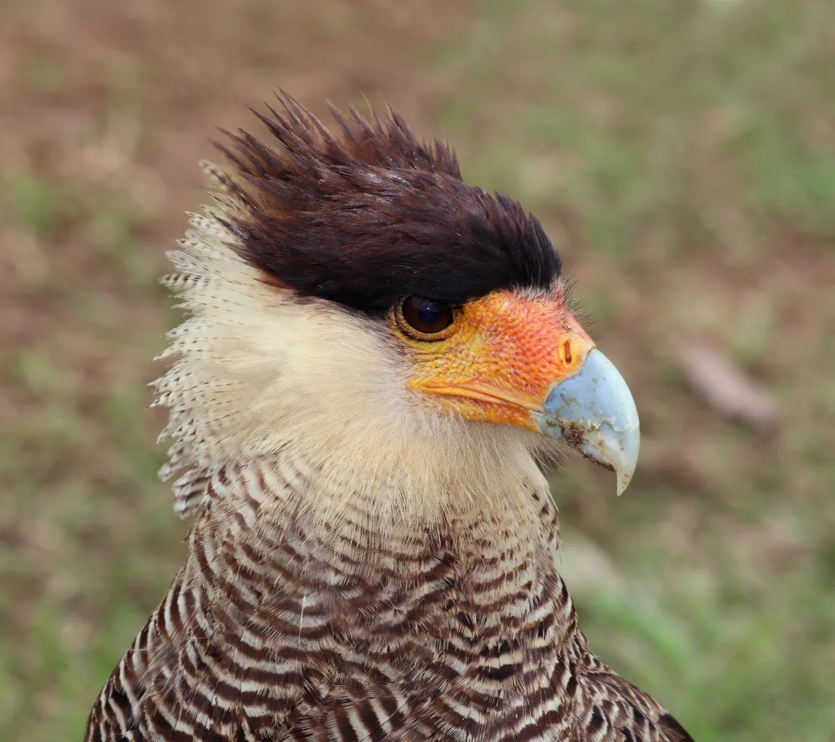 Caracará Sureño