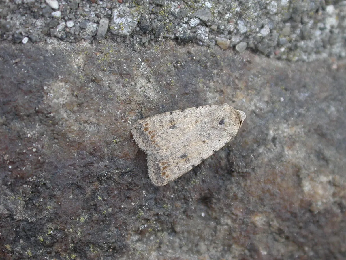 Caradrina clavipalpis