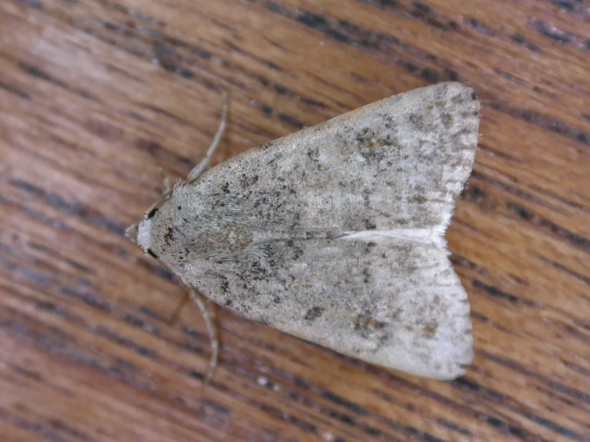 Pale mottled willow moth
