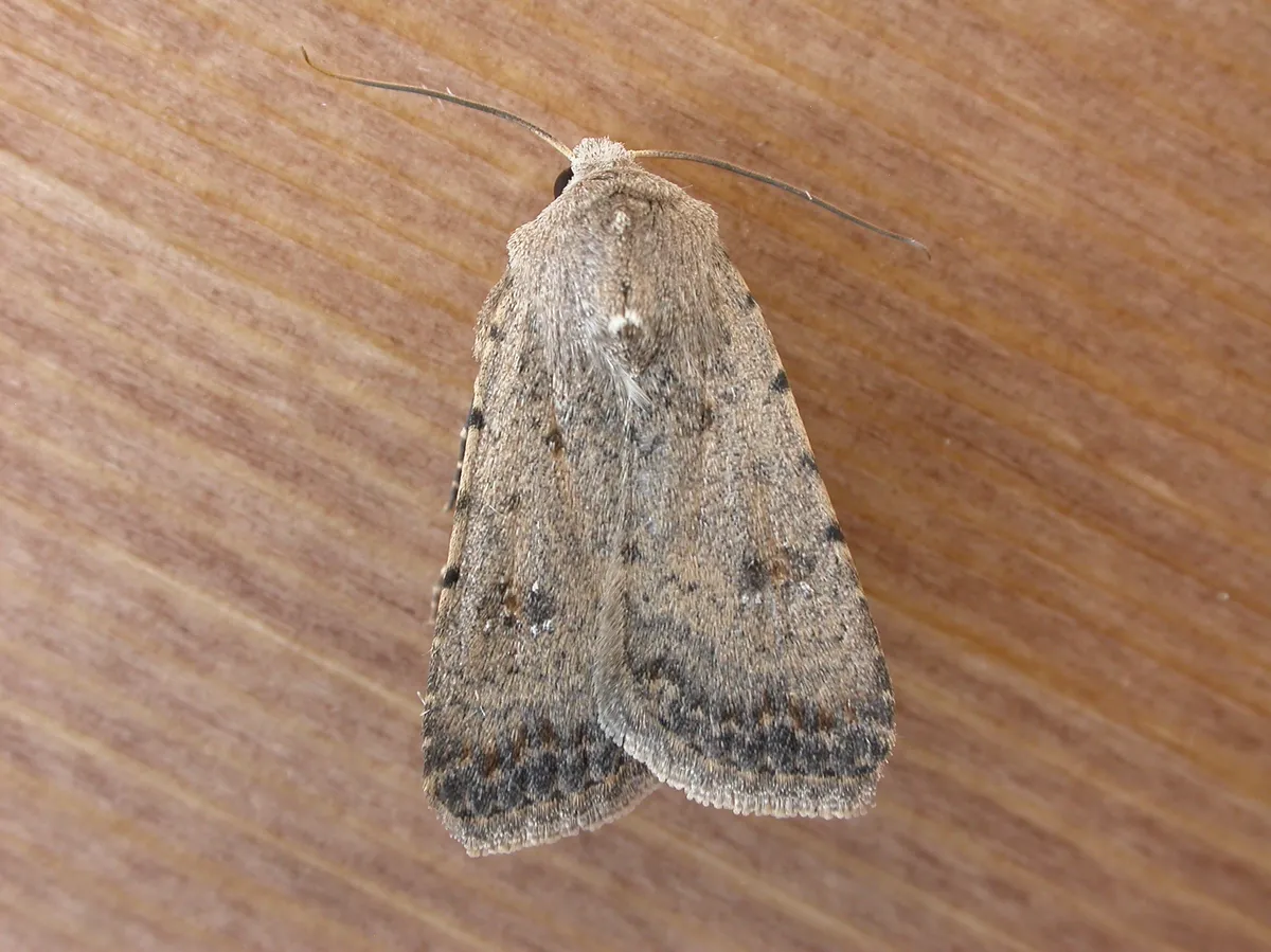 Pale mottled willow moth