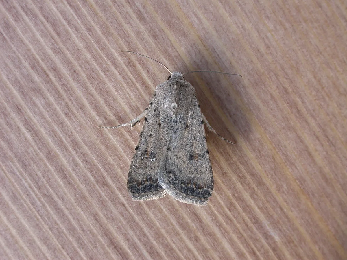 Pale mottled willow moth