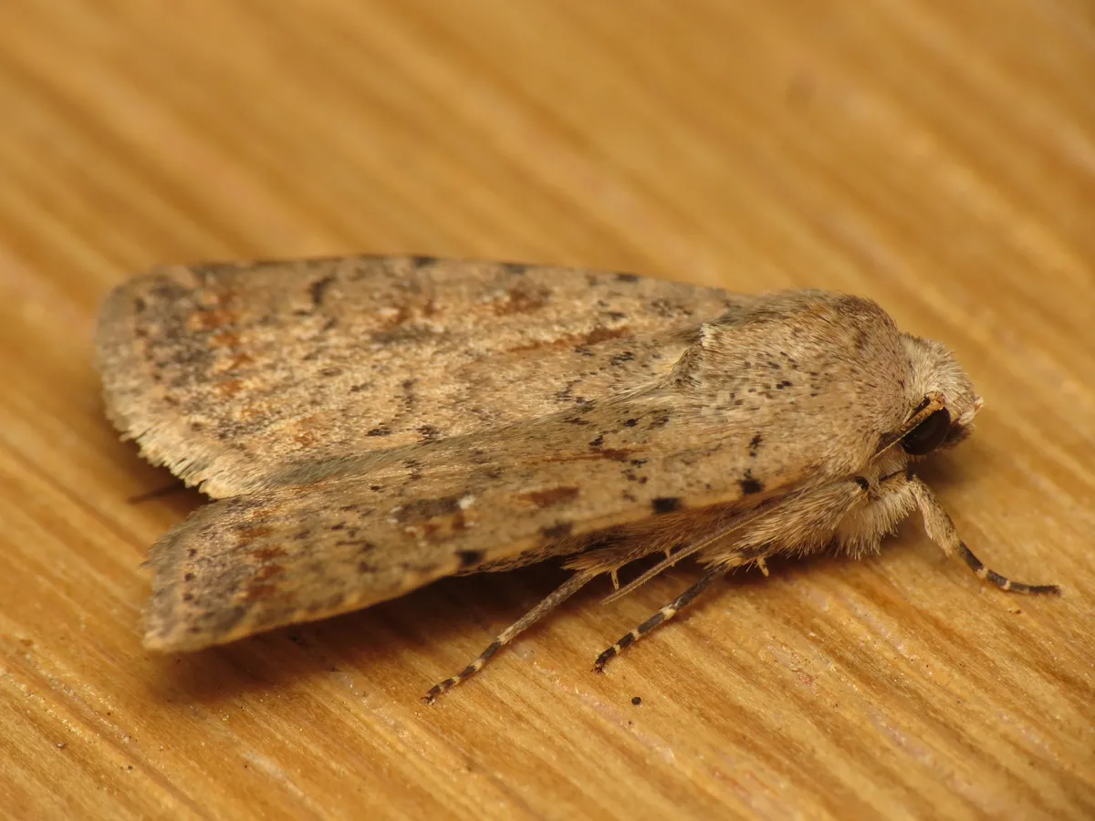 Pale mottled willow moth