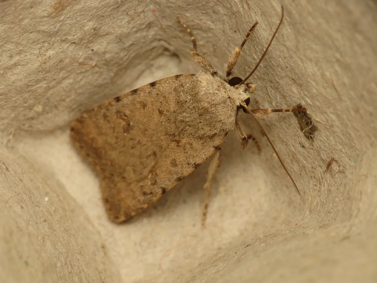 Pale mottled willow moth