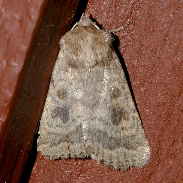 Mottled rustic moth