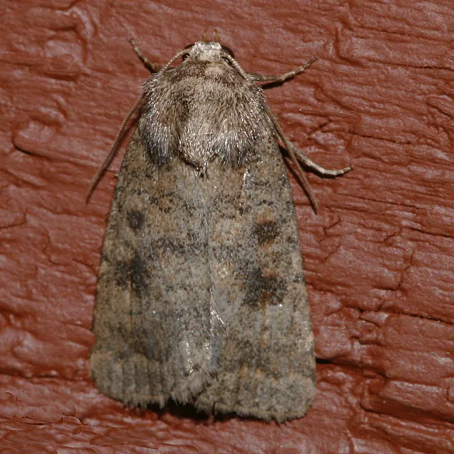 Mottled rustic moth