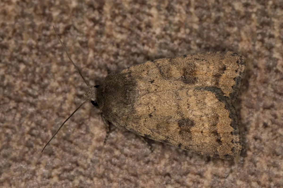 Mottled rustic moth