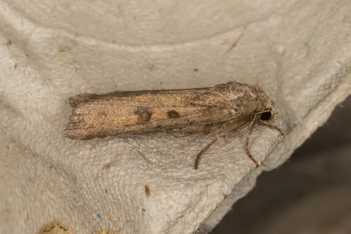 Mottled rustic moth