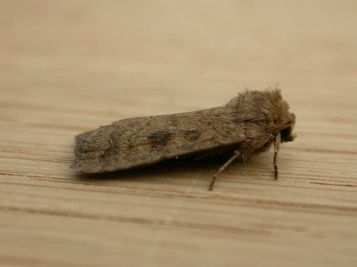 Mottled rustic moth