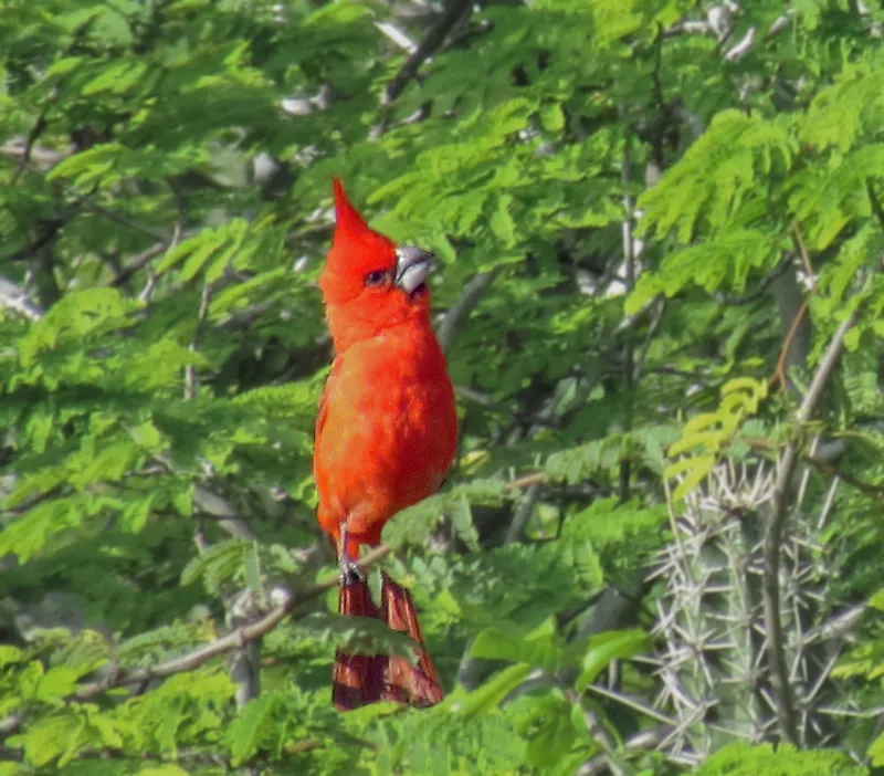 Cardinalis cardinalis