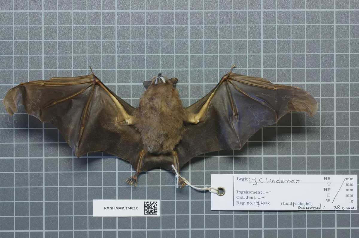 Murciélago de Cola Corta Sedoso