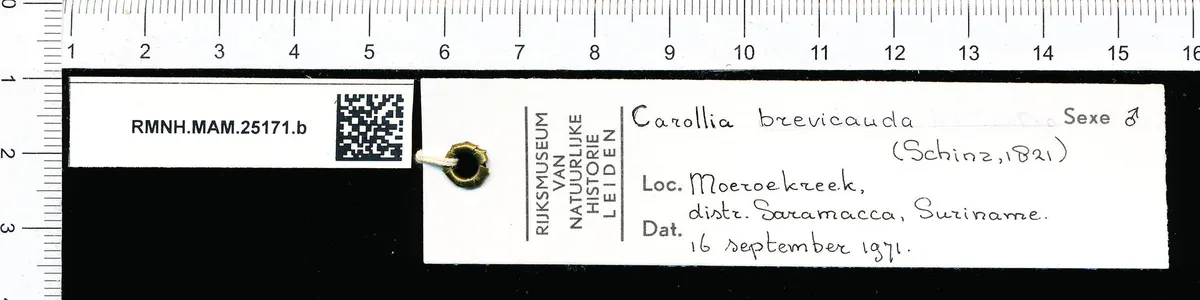 Murciélago de Cola Corta Sedoso