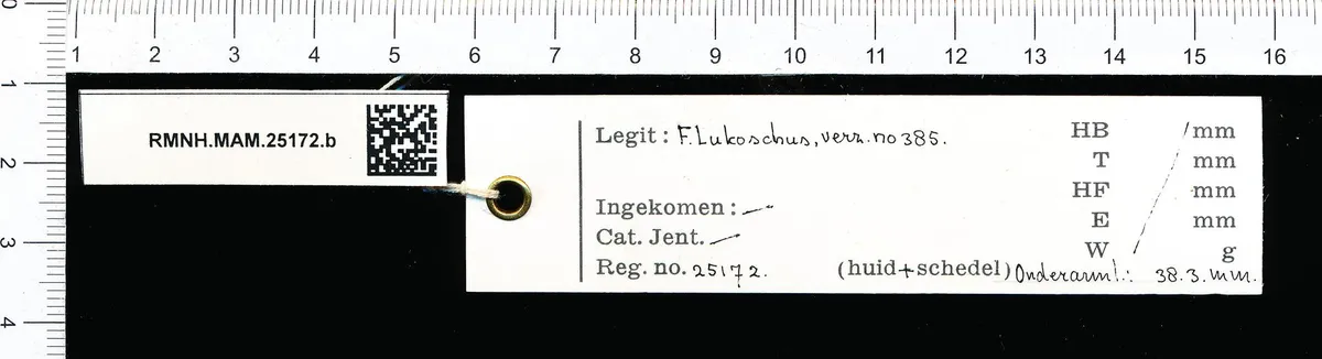 Murciélago de Cola Corta Sedoso