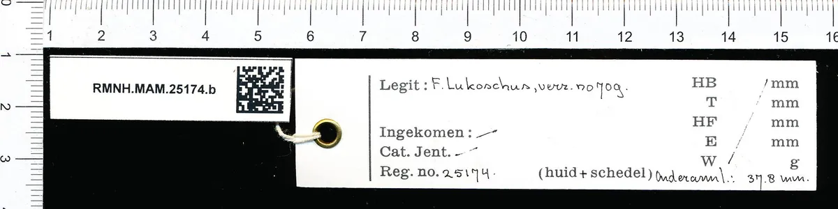 Murciélago de Cola Corta Sedoso