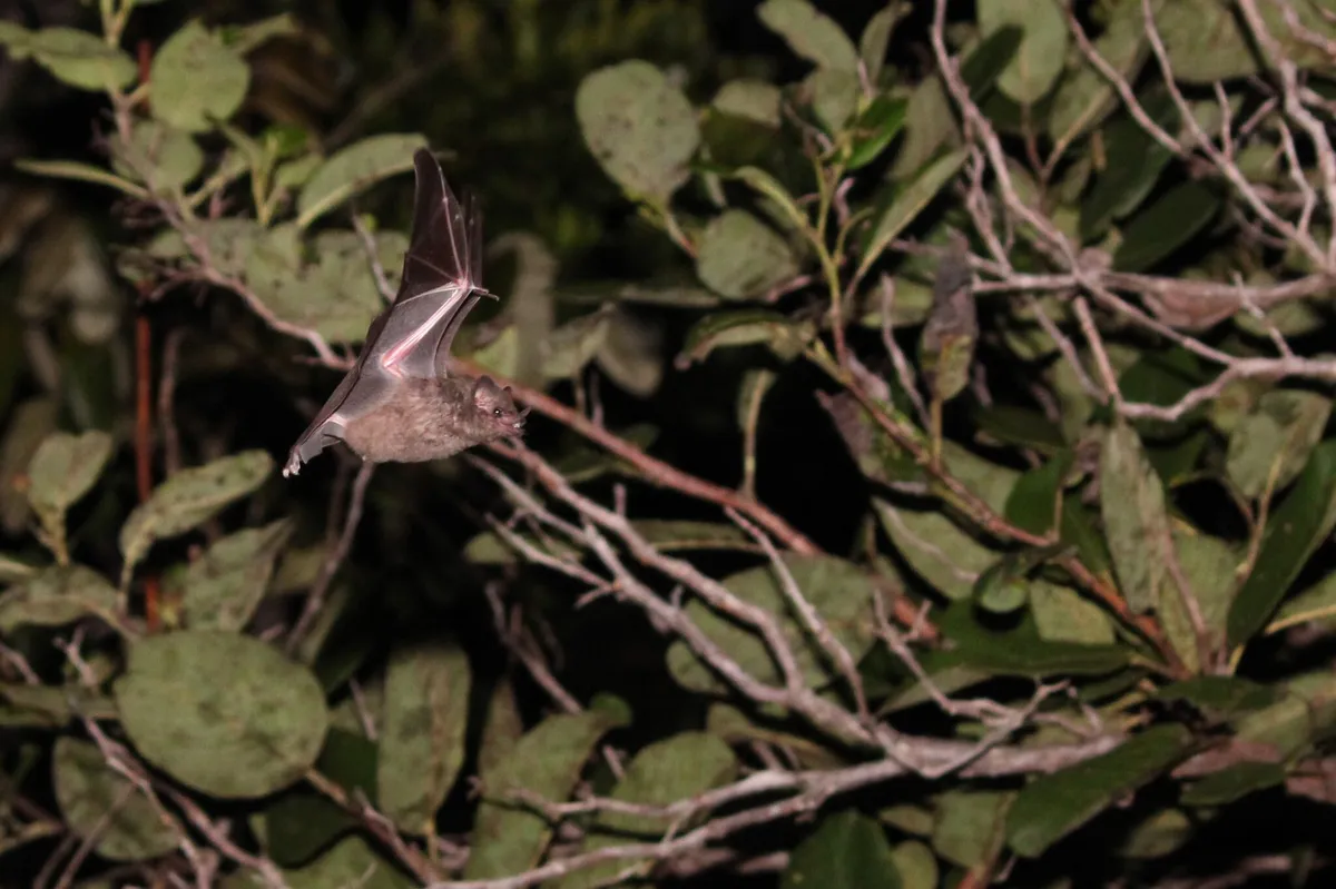 Carollia perspicillata