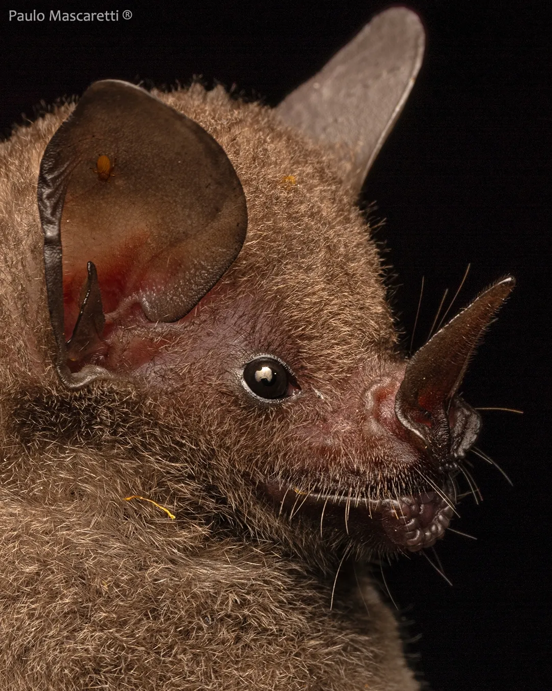 Seba's Short-tailed Bat