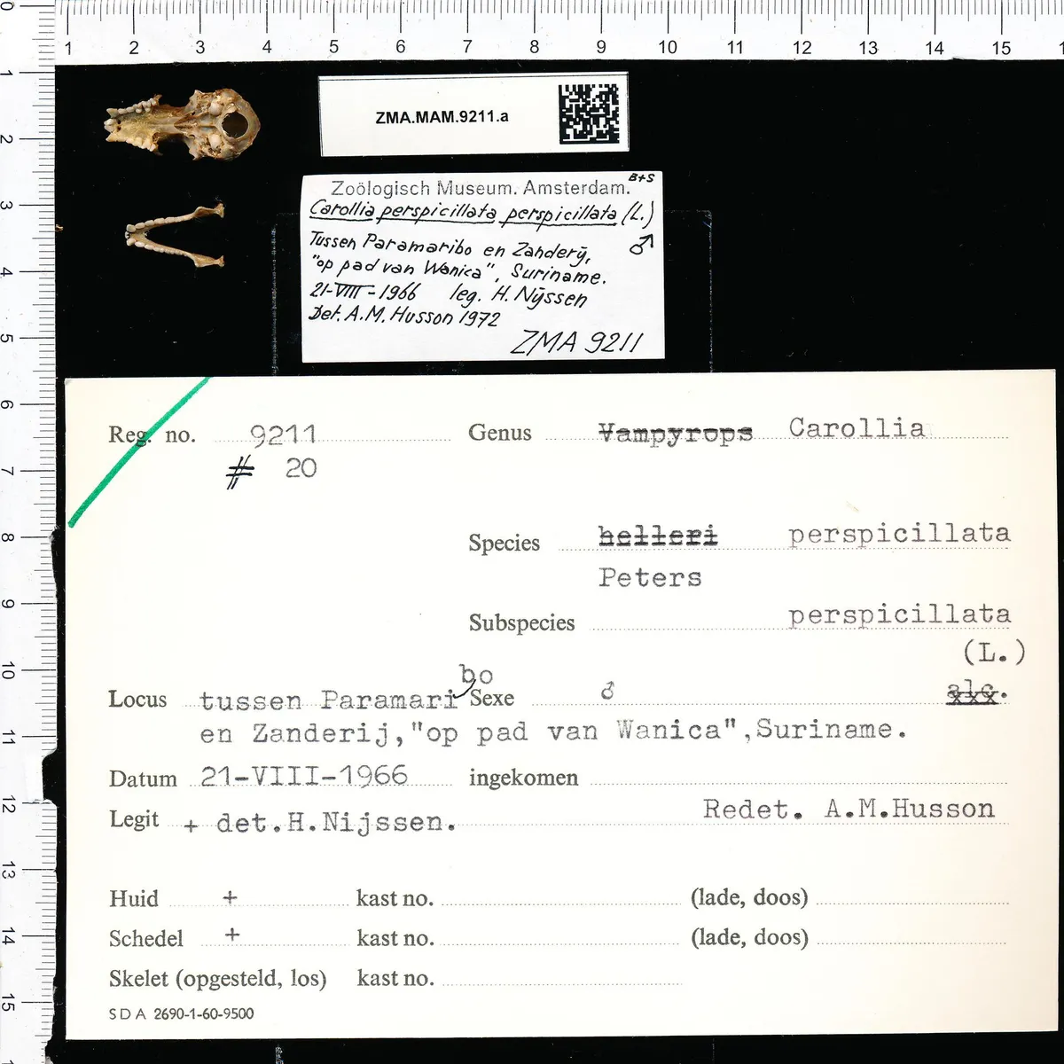 Seba's Short-tailed Bat