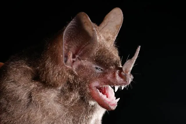 Seba's Short-tailed Bat