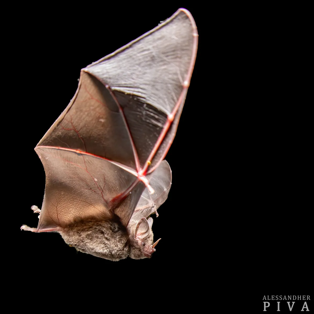 Seba's Short-tailed Bat