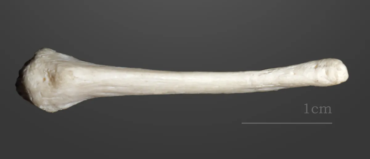 Castor euroasiático