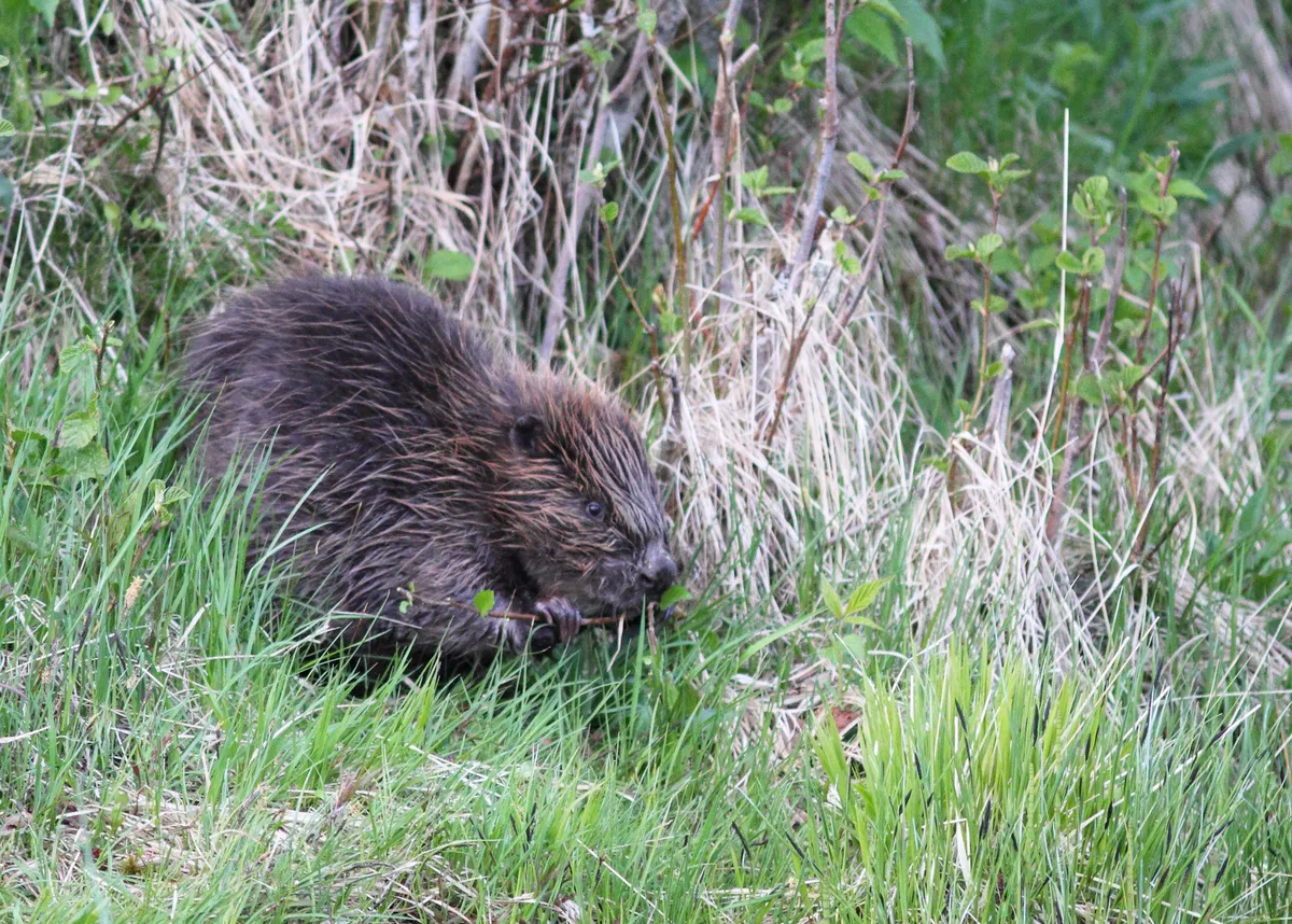 Castor euroasiático