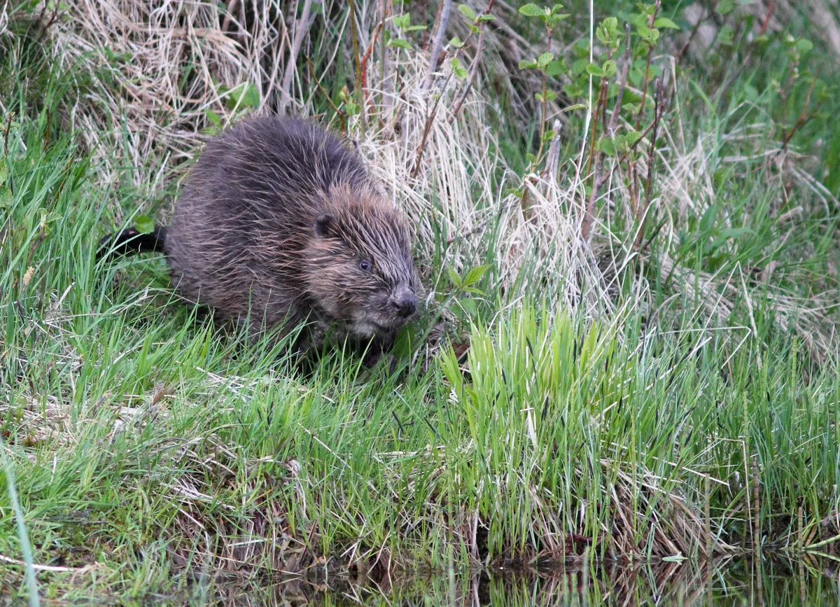 Castor euroasiático
