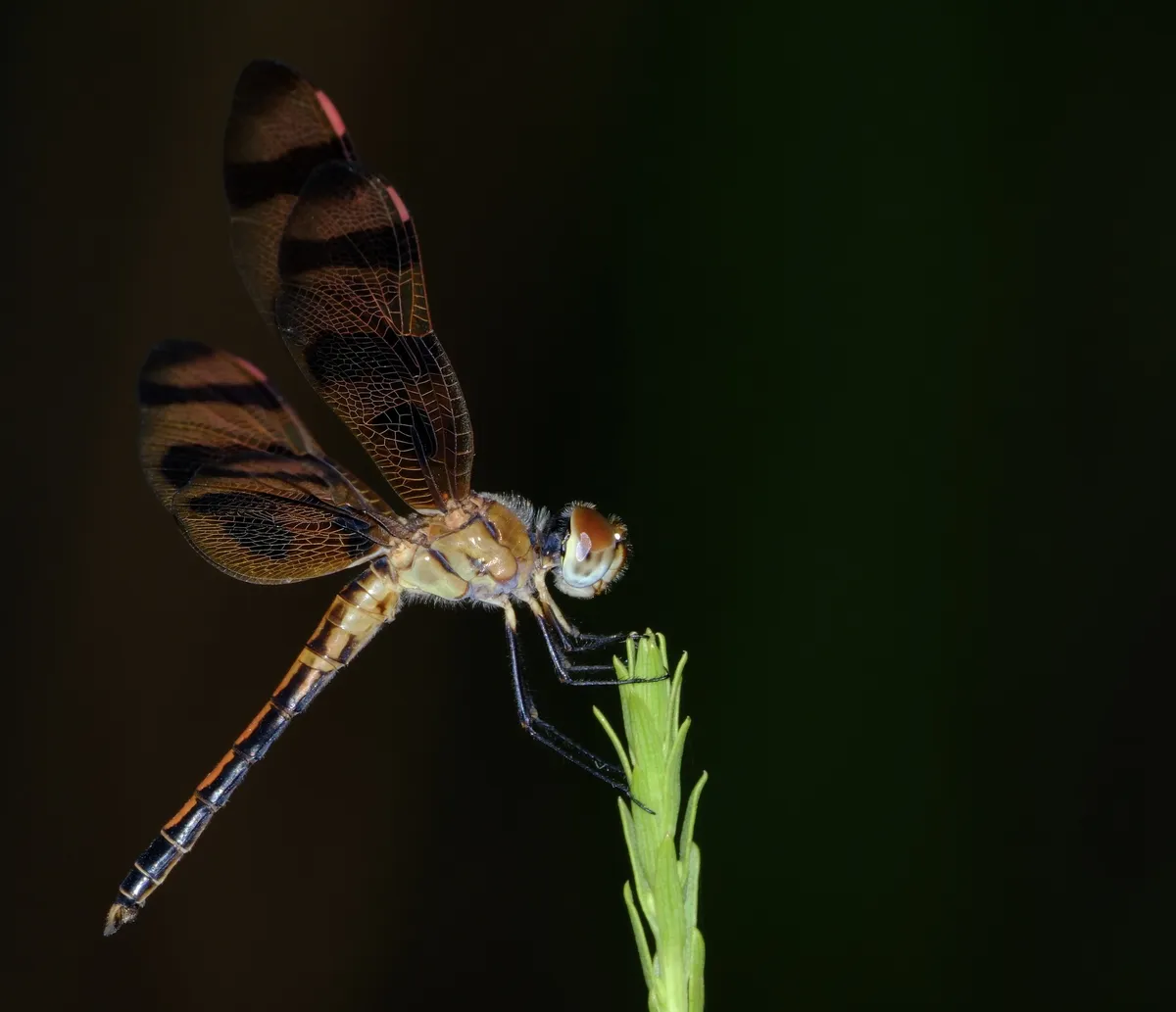 Pennant de Halloween