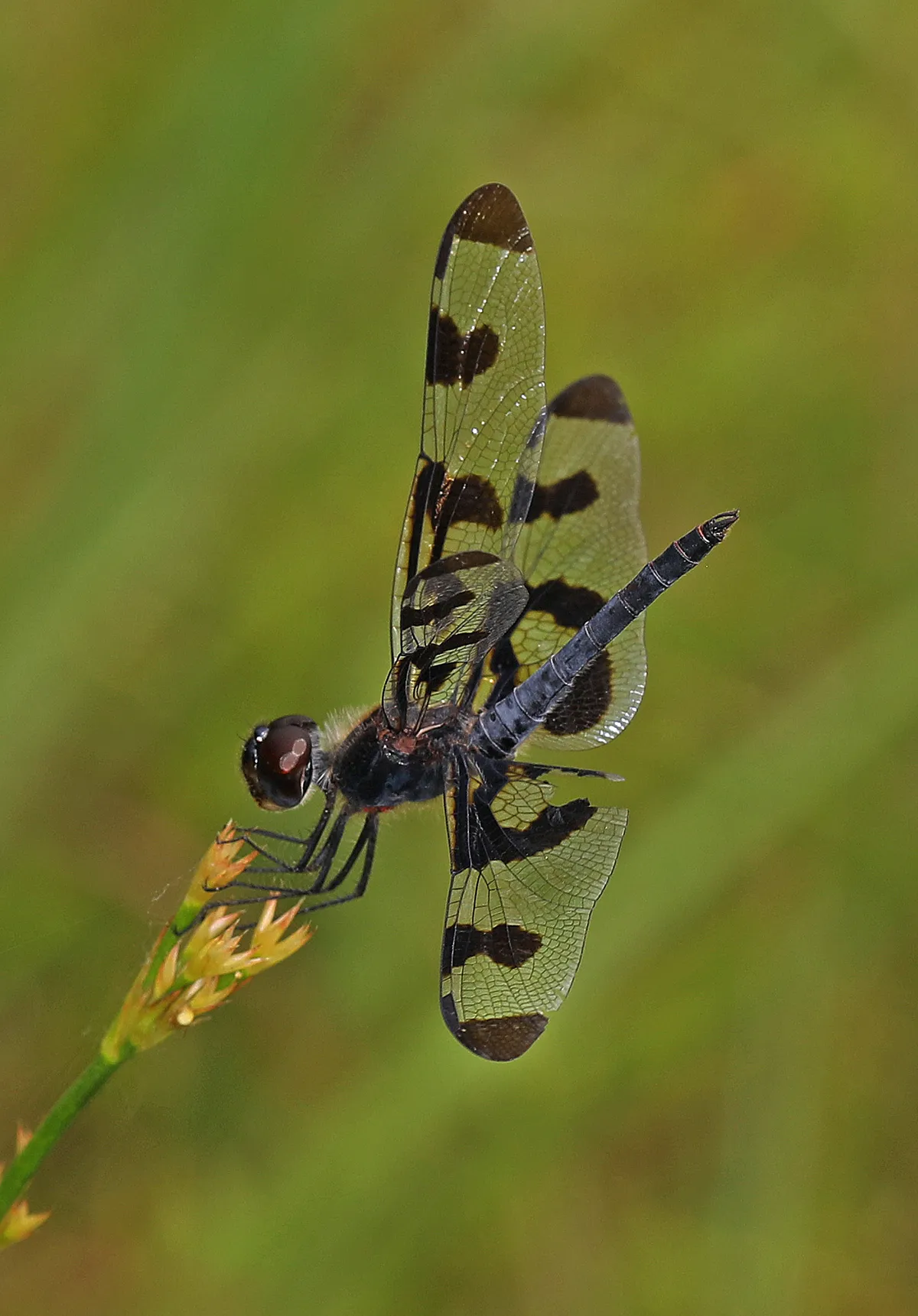 Banded Pennant