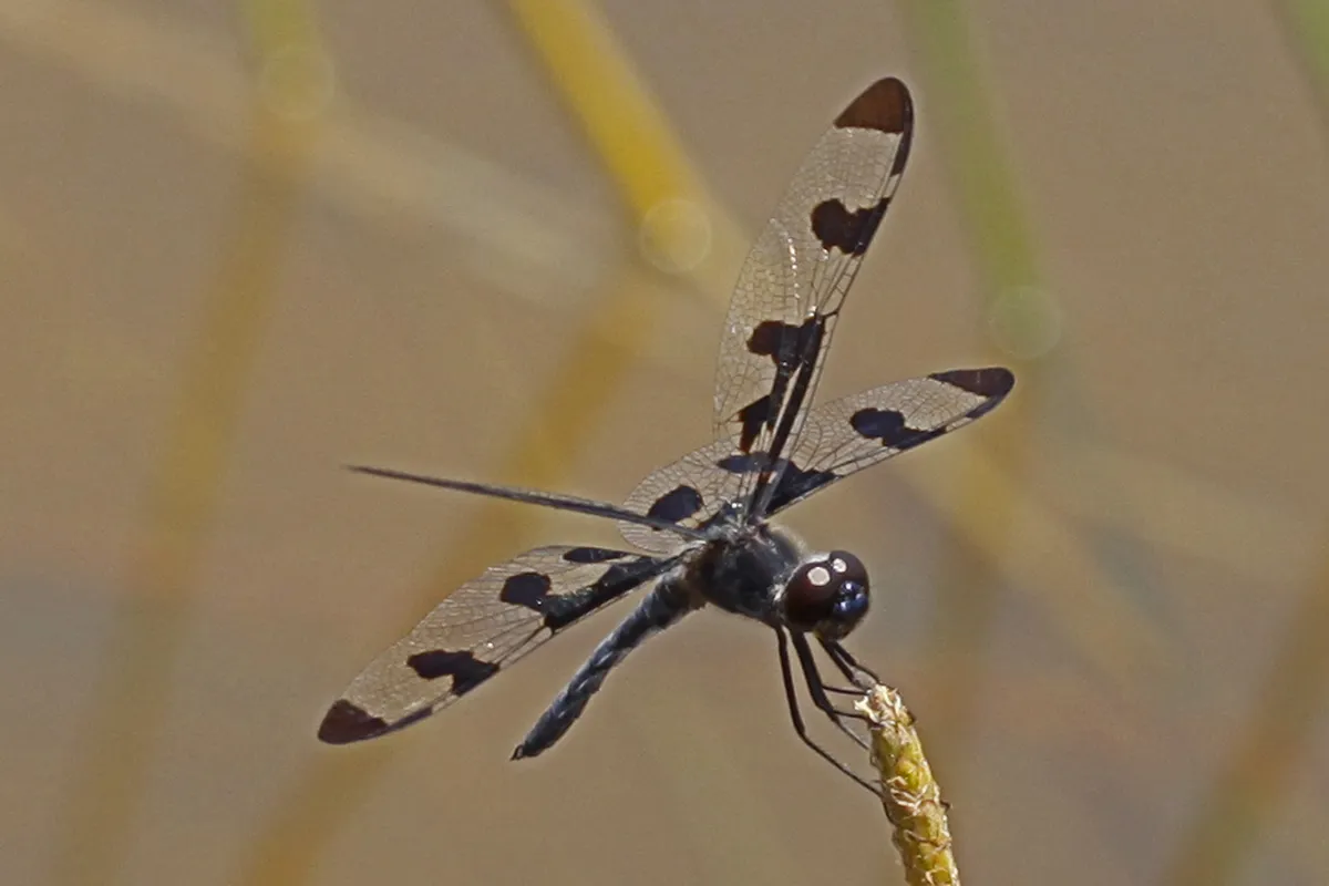 Banded Pennant