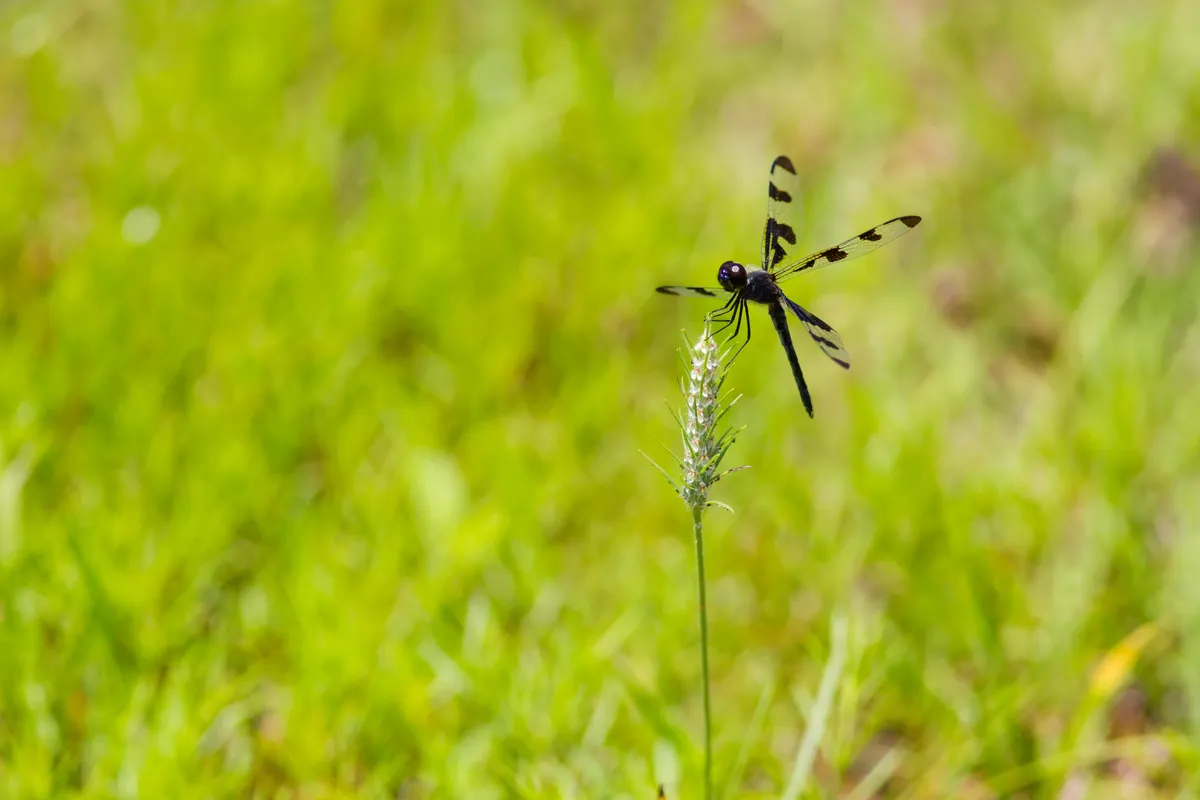 Banded Pennant